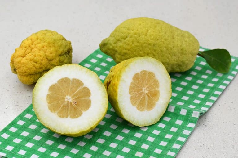 Cedro